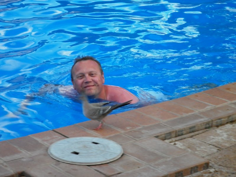 Andy's friend followed him round the pool