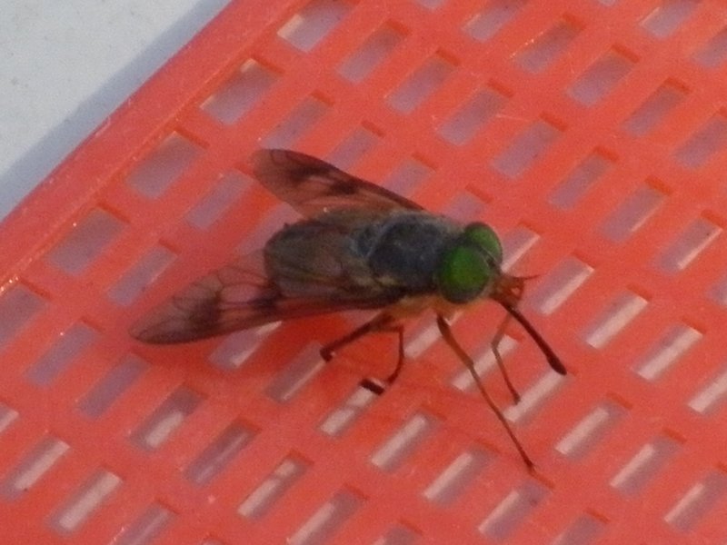 MARCH FLY