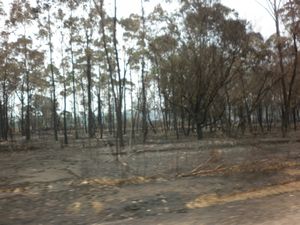 Our drive through the bushfire