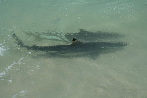 Juvenile Black tip reef sharks