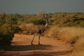 Wandering Emus