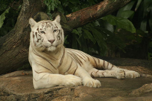 The beautiful White Tiger