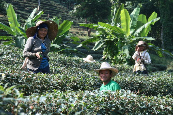 Tea leaf pickers