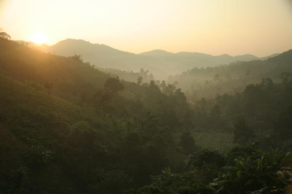 Jungle mist at sunrise