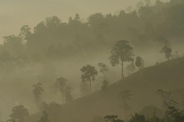 Jungle mist