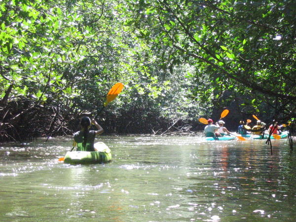 Paddling in the Mangroves
