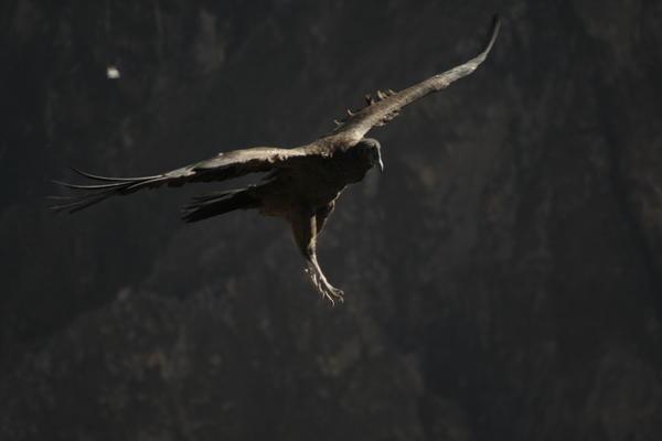 Condor coming in to land...