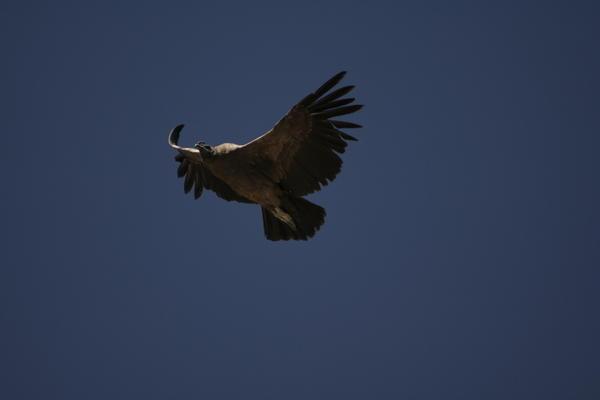 Condor in flight...