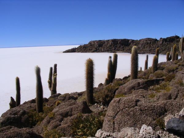 The salt plains and the cacti made for an interesting contrast