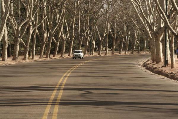 A cool little Fiat cruising down tree lined avenue in Mendoza's "Central Park"