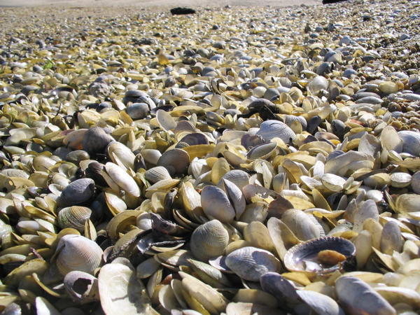 So many shells....