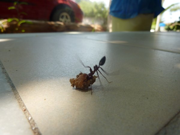 A giant ant