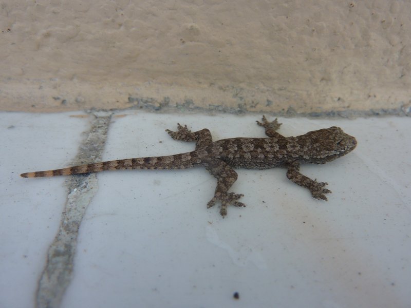 Friendly baby Gecko