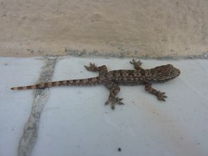 Friendly baby Gecko