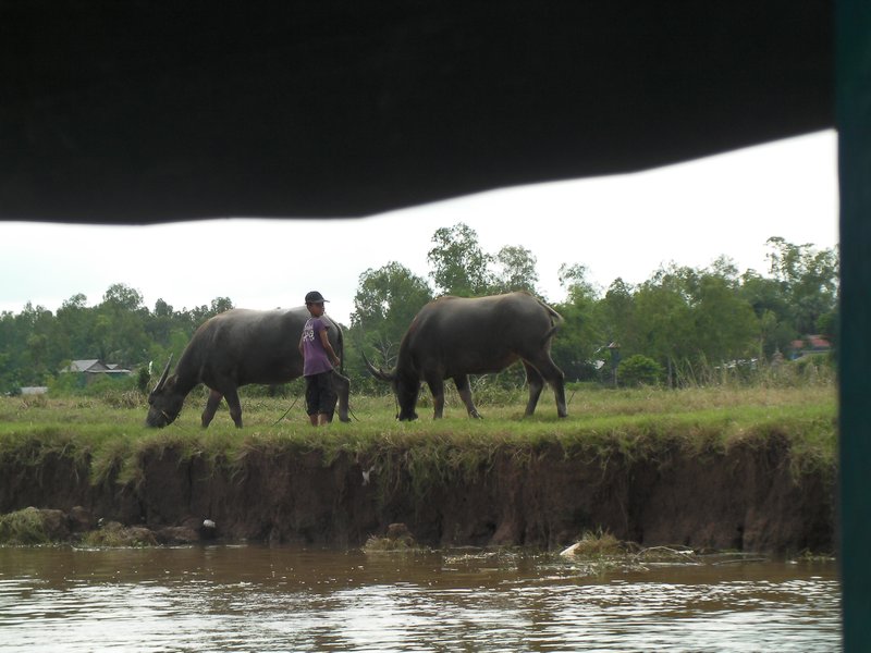 A water buffalo farmer, on the side of the river