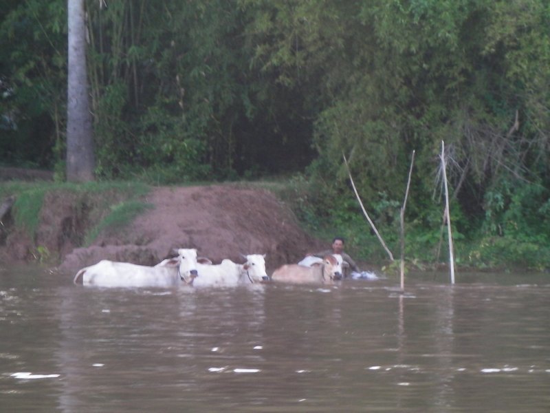The buffalo wash, in the river