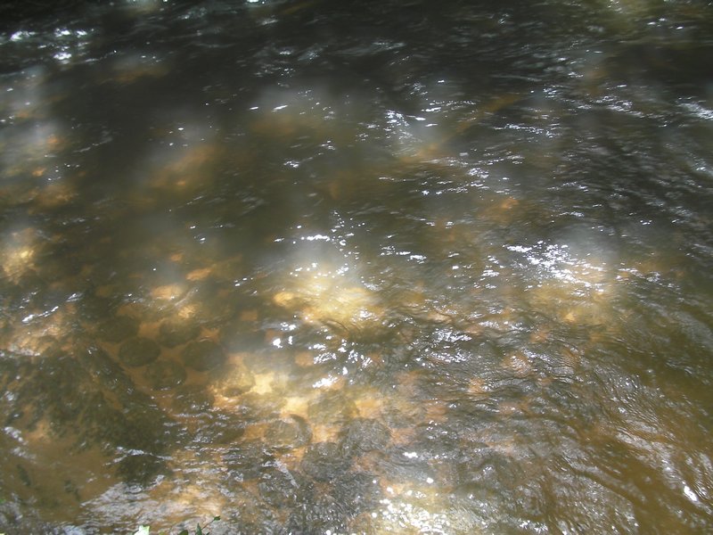 Lingas in water