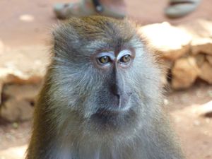 Malay monkey business