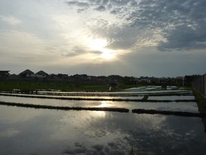 Sun setting over a paddy field on the way back from yoga