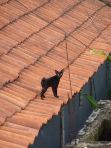 Cat on a hot tiled roof (with apologies)