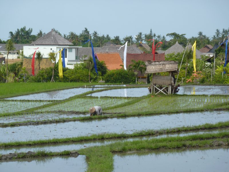 After the villas is a paddy field.