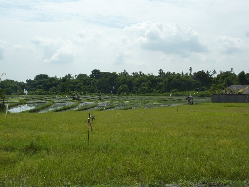 This is next to another paddy field that is set back from the road.