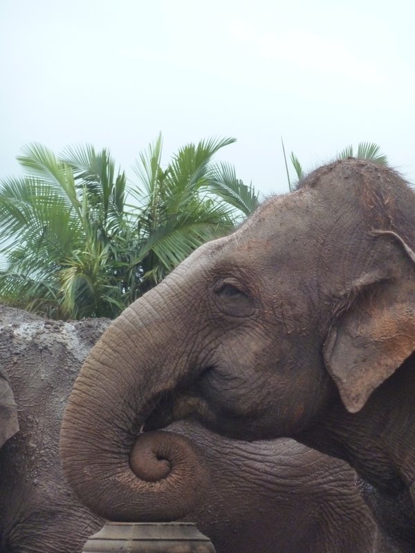 An elephant waiting for feeding time at the zoo