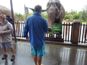 Gregg feeding the elephants