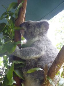 A feeding koala