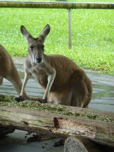 A kangaroo on a coffee break