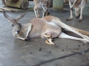 A kangaroo with a joey in her pouch