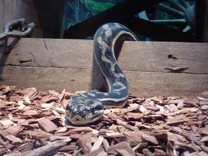 A non-venomous snake