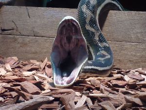 Did you know snakes yawn?