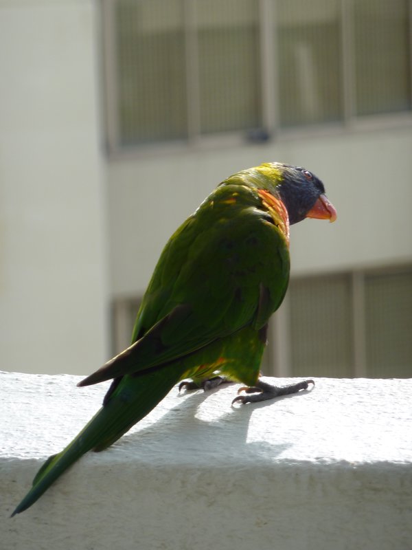 A Lorikeet - can someone tell me exactly which sort