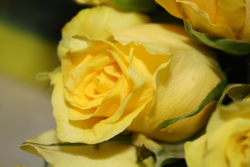 Some lovely yellow roses that Adam bough for Anna