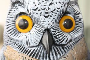 A close up on Bubo the owl