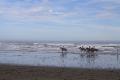 Horses in the shallows