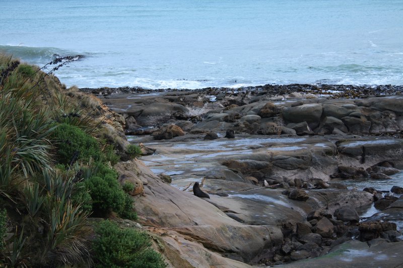 First glimpse of Fur Seals