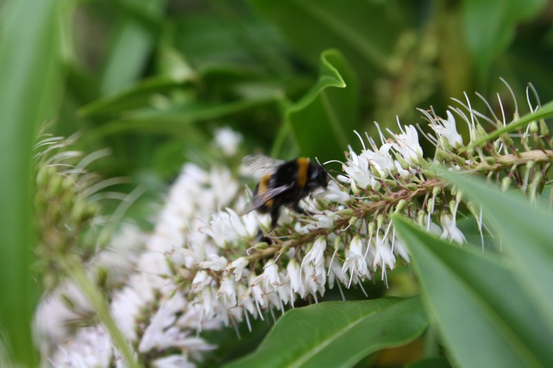 A bee on something that looks like lilac