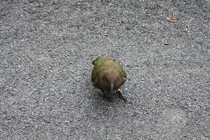 On the way back we were lucky enough to see a Kea