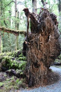 Tree roots - its easy to see why the just keel over