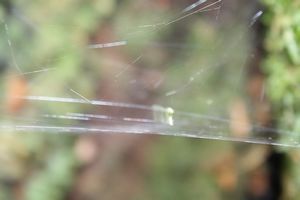 Spiders' web