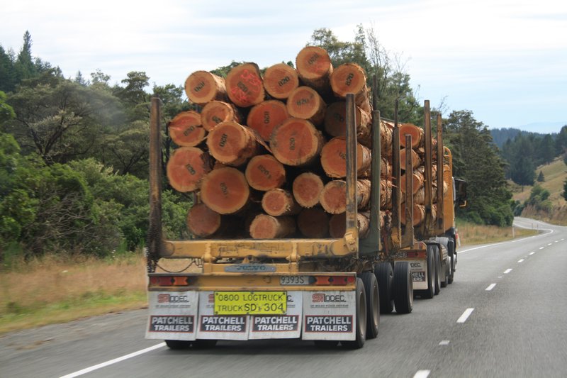 Logging is big business here