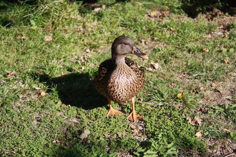 One of the friendly ducks by our van