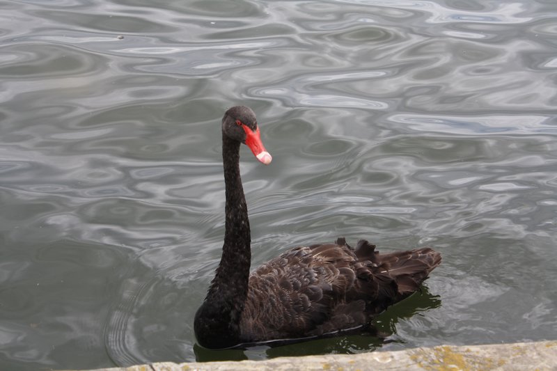 A real Black Swan