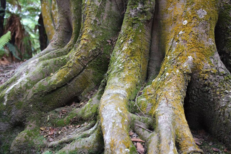 The very large roots of a tree