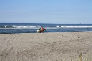 Horses on Pikowai Beach