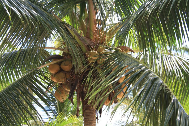 Coconuts start life on the tree