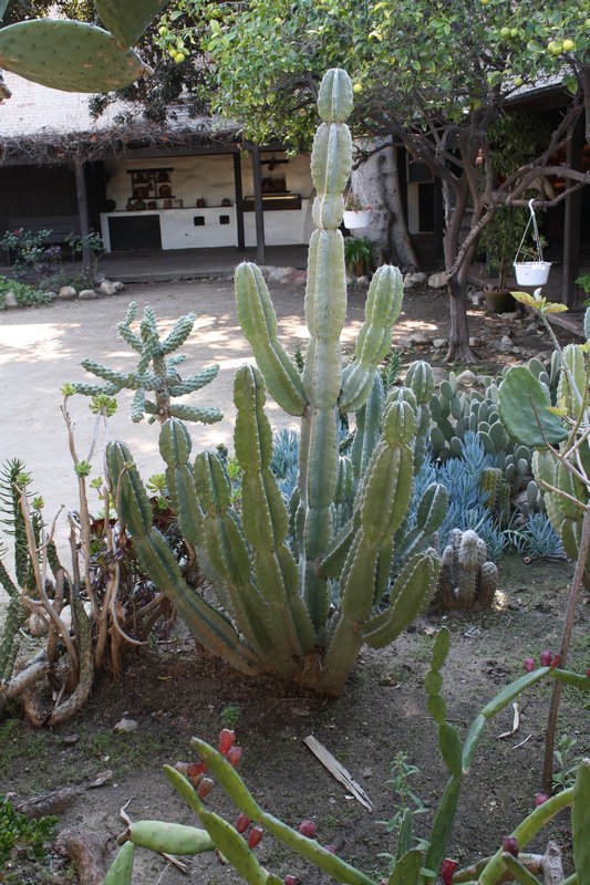Cactus in the 'Oldest House' courtyard