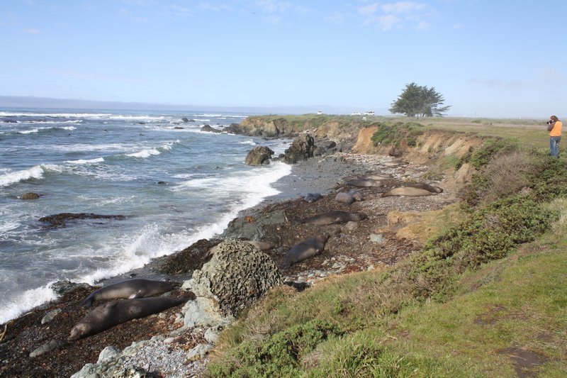 A Seal filled view along the beach